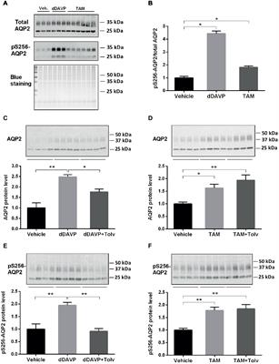 Vasopressin-Independent Regulation of Aquaporin-2 by Tamoxifen in Kidney Collecting Ducts